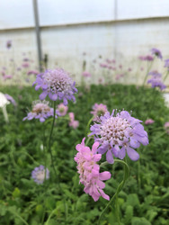 Pins & Needles! Scabiosa columbaria ‘Butterfly Blue’ & ‘Pink Mist’