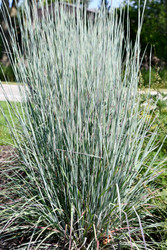 Big and Little Bluestem ~ Little Effort, Big Rewards 