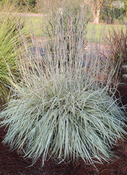 An Emerald Coast Growers Exclusive - Shining Star™