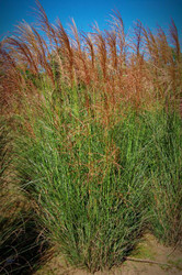 Miscanthus sinensis Scout™ Earns a “Good Behavior” Badge!