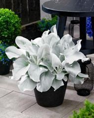 Start the Spring Show with Senecio