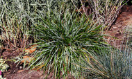 BUT WAIT! THERE’S MOOR! Sesleria Caerulea 