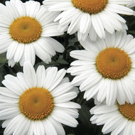 Leucanthemum superbum 'Snow Lady' - Shasta Daisy (4 Pot)