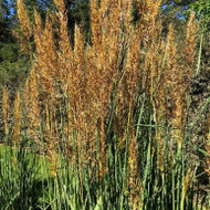 Elevate Your Grass Game - Sorghastrum n.  Golden Sunset™ 