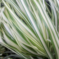 CALAMAGROSTIS: Yipes! Stripes! Beyond ‘Karl Foerster’