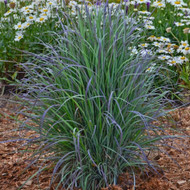 AND NOW FOR SOMETHING JUST DIFFERENT ENOUGH (Schizachyrium scoparium ‘Twilight Zone’) 