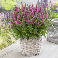 POP THIS BUBBLE IN YOUR LINEUP! Veronica spicata Bubblegum Candles PP29780