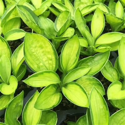 Hosta Rainforest Sunrise liners from Emerald Coast Growers