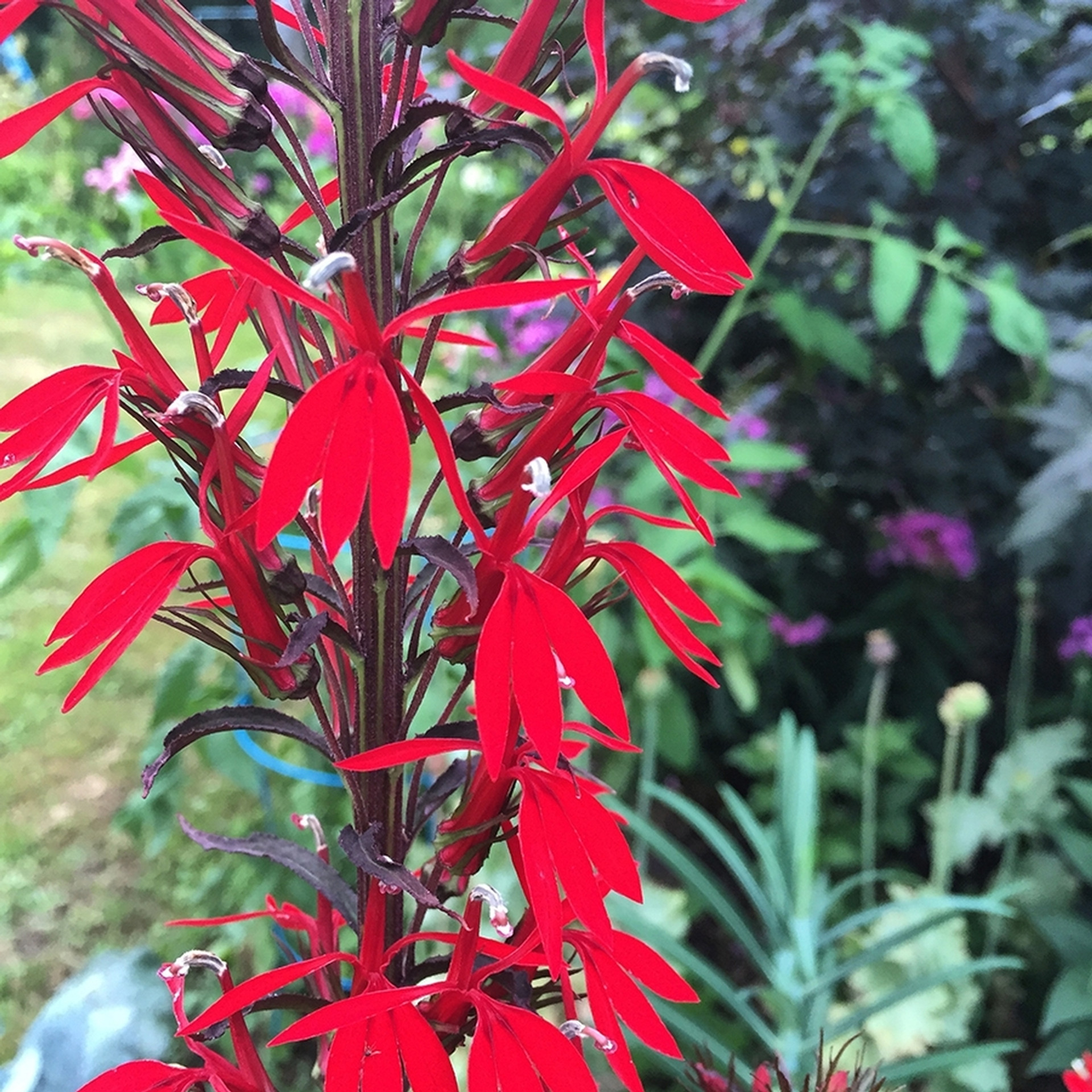 An Exotic Native (Lobelia Cardinalis 'Black Truffle' PP25687) Emerald Coast Growers