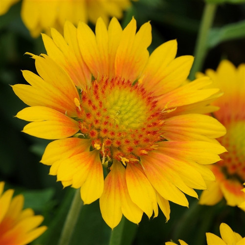 Gaillardia Spintop Copper Sun liners from Emerald Coast Growers