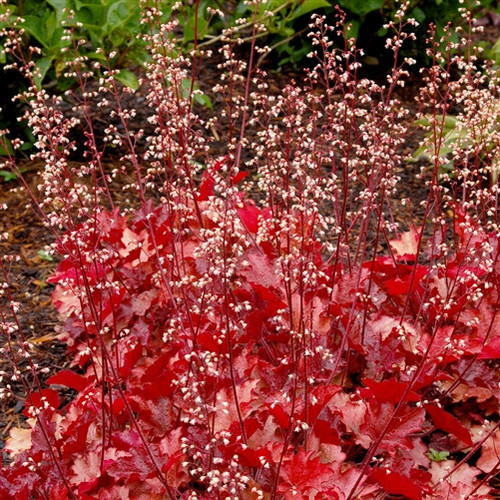 Heuchera Obsidian liners from Emerald Coast Growers
