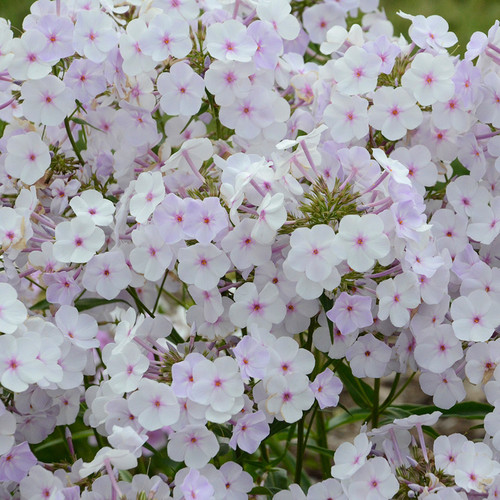 Phlox paniculata Fashionably Early Lavender Ice PP29912 72 cells