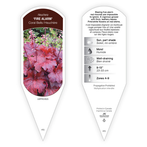 Heuchera 'Fire Alarm' PP24525 1 Tag