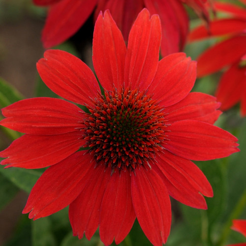 Echinacea Sombrero Salsa Red PP23105 72 cells