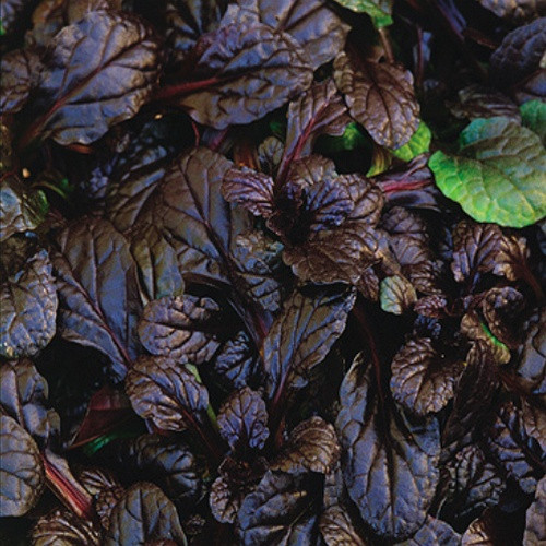 Ajuga reptans Mahogany 72 cells