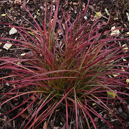 Miscanthus sinensis Little Miss PP28849 72 cells