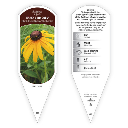 Rudbeckia fulgida 'Early Bird Gold' PP20286 1 Tag