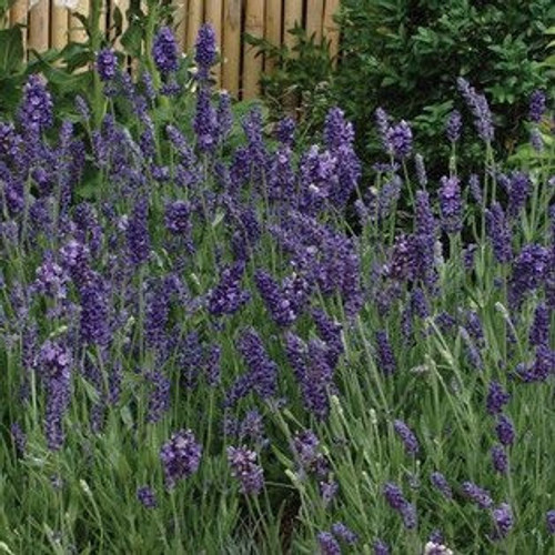 Lavandula angustifolia Ellagance Purple 72 cells