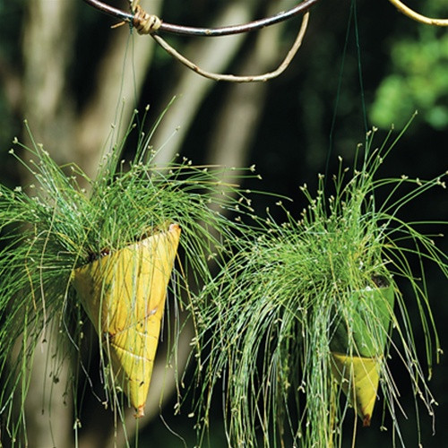 Isolepis cernua 38 cells