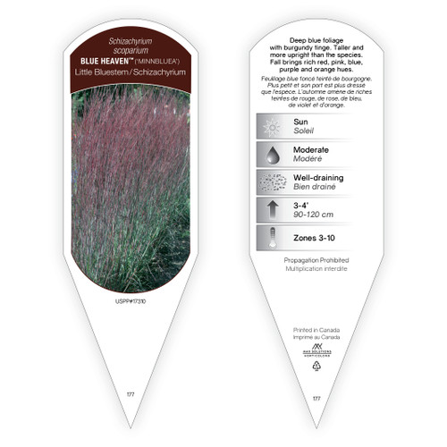 Schizachyrium Tag Schizachyrium scoparium Blue Heaven PP17310 1 Tag
