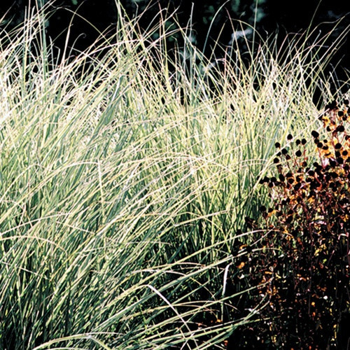 Miscanthus sinensis Morning Light 38 cells