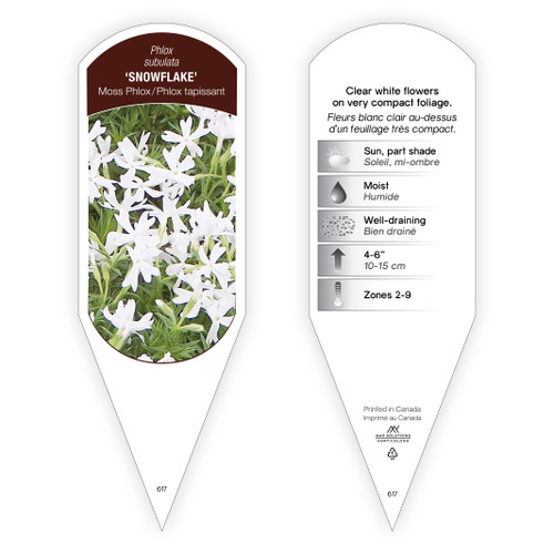 Phlox Tag Phlox subulata Snowflake 1 Tag