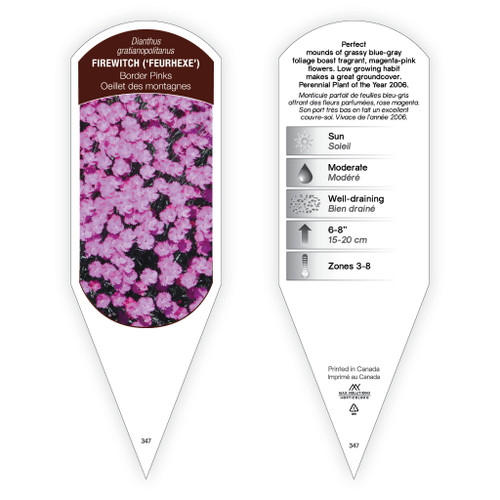 Dianthus gratianopolitanus Firewitch 1 Tag