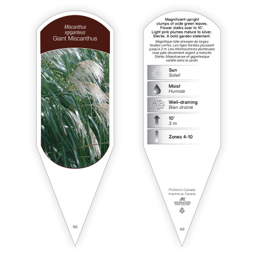 Miscanthus Tag Miscanthus xgiganteus 1 Tag