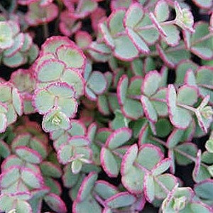 Sedum sieboldii liners from Emerald Coast Growers