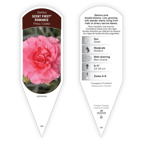 Dianthus Scent First® Romance PP21843 1 Tag