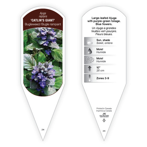 Ajuga reptans 'Catlin's Giant' 1 Tag
