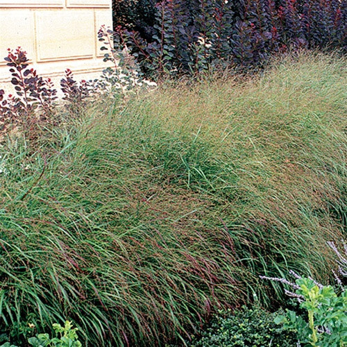 Panicum virgatum Rotstrahlbusch 38 cells