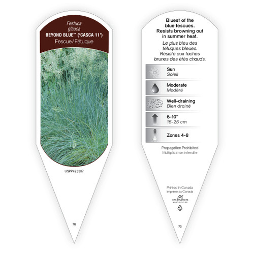 Festuca glauca Beyond Blue PP23307 1 Tag