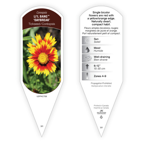 Coreopsis Li'l Bang™ 'Daybreak' PP27138 1 Tag