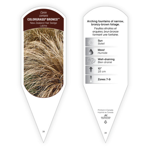 Carex ColorGrass® comans Bronco™ 1 Tag