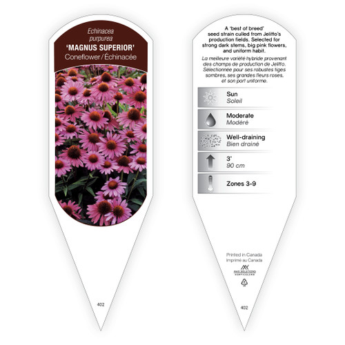 Echinacea purpurea 'Magnus Superior' 1 Tag
