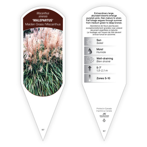 Miscanthus Tag Miscanthus sinensis Malepartus 1 Tag
