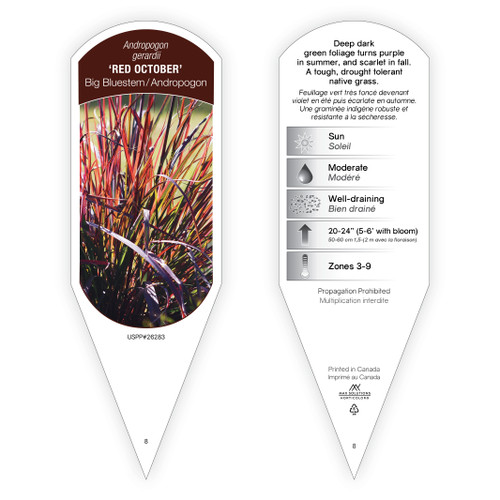 Andropogon gerardii 'Red October' PP26283 1 Tag