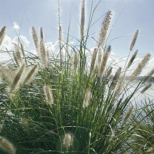 Pennisetum alopecuroides 72 cells