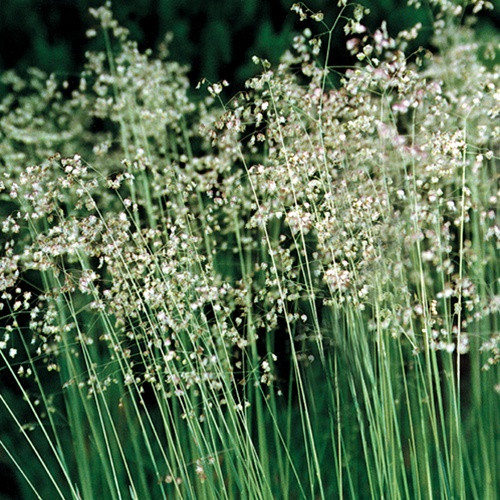 Our Plants - Ornamental Grasses - Page 2 - Emerald Coast Growers