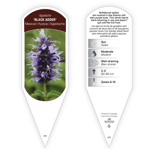 Agastache x 'Black Adder' 1 Tag