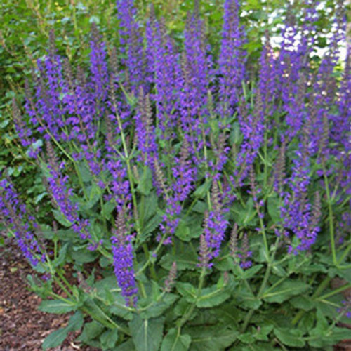 Salvia nemorosa May Night 50 cells