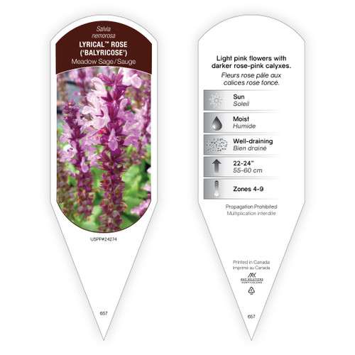 Salvia Tag Salvia nemorosa Lyrical Rose PP24274 1 Tag