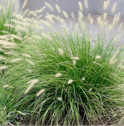 Pennisetum alopecuroides Little Bunny 38 cells