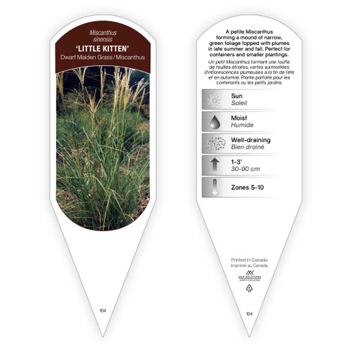 Miscanthus Tag Miscanthus sinensis Little Kitten 1 Tag