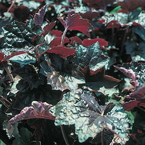 Heuchera micrantha Palace Purple 72 cells