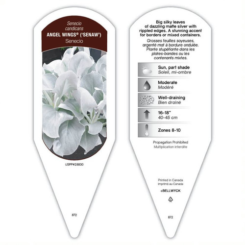 Senecio Tag Senecio candicans Angel Wings PP28830 1 Tag