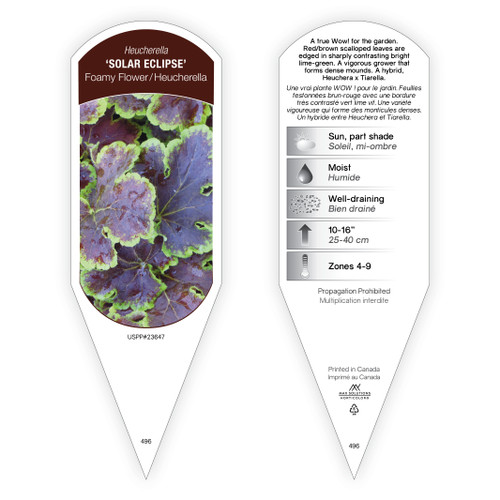 Heucherella Tag Heucherella Solar Eclipse PP23647 1 Tag