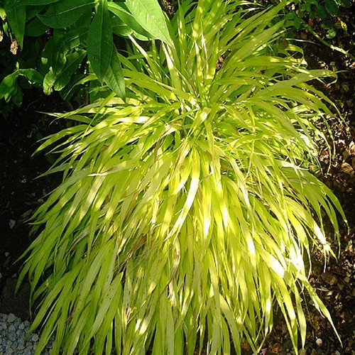 Hakonechloa macra All Gold 50 cells