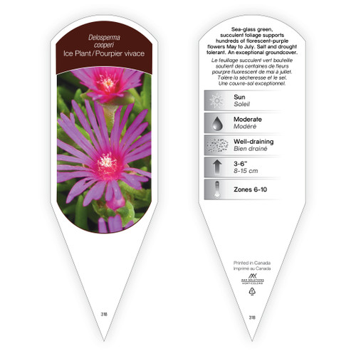 Delosperma cooperi 1 Tag